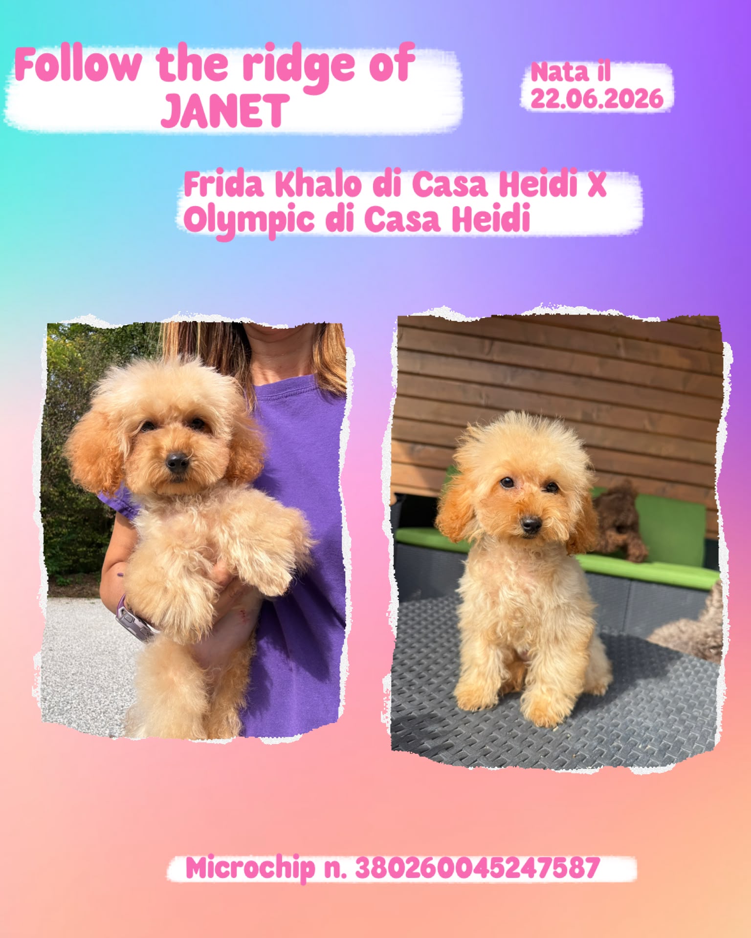 Follow the ridge of Janet, cucciola di Barbone Nano