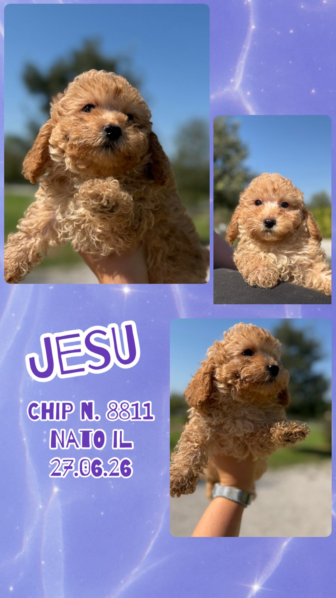 Jesu, cucciolo Simil Barbone