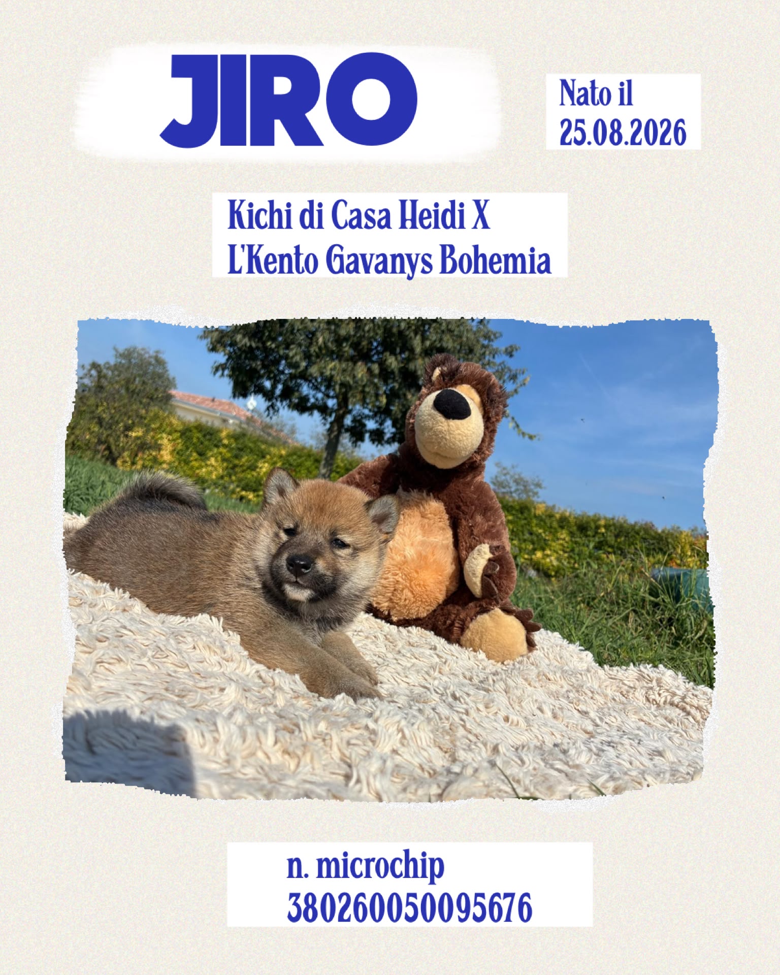 Jiro, cucciolo di Shiba Inu