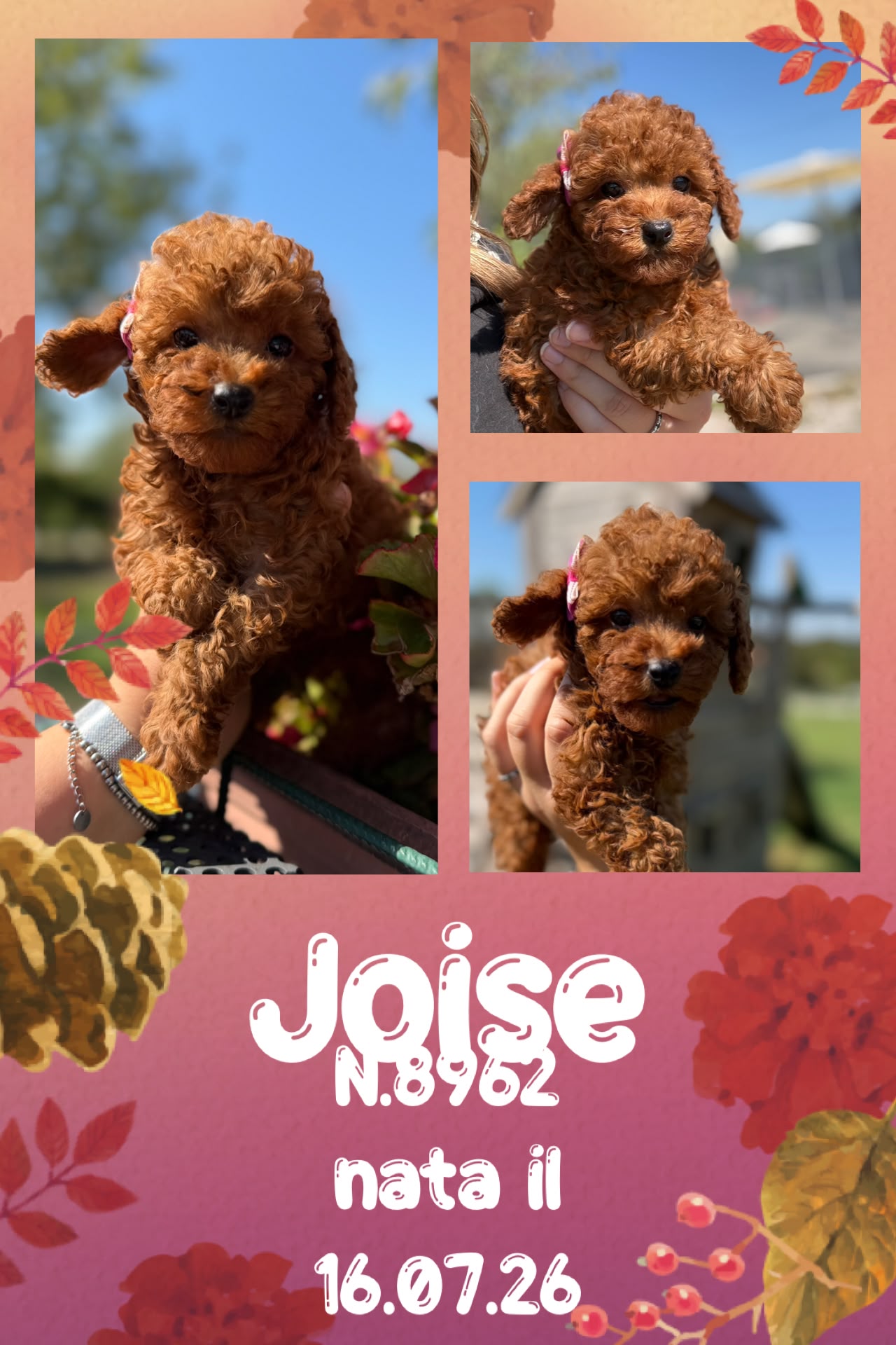 Joise, cucciola Simil Barbone