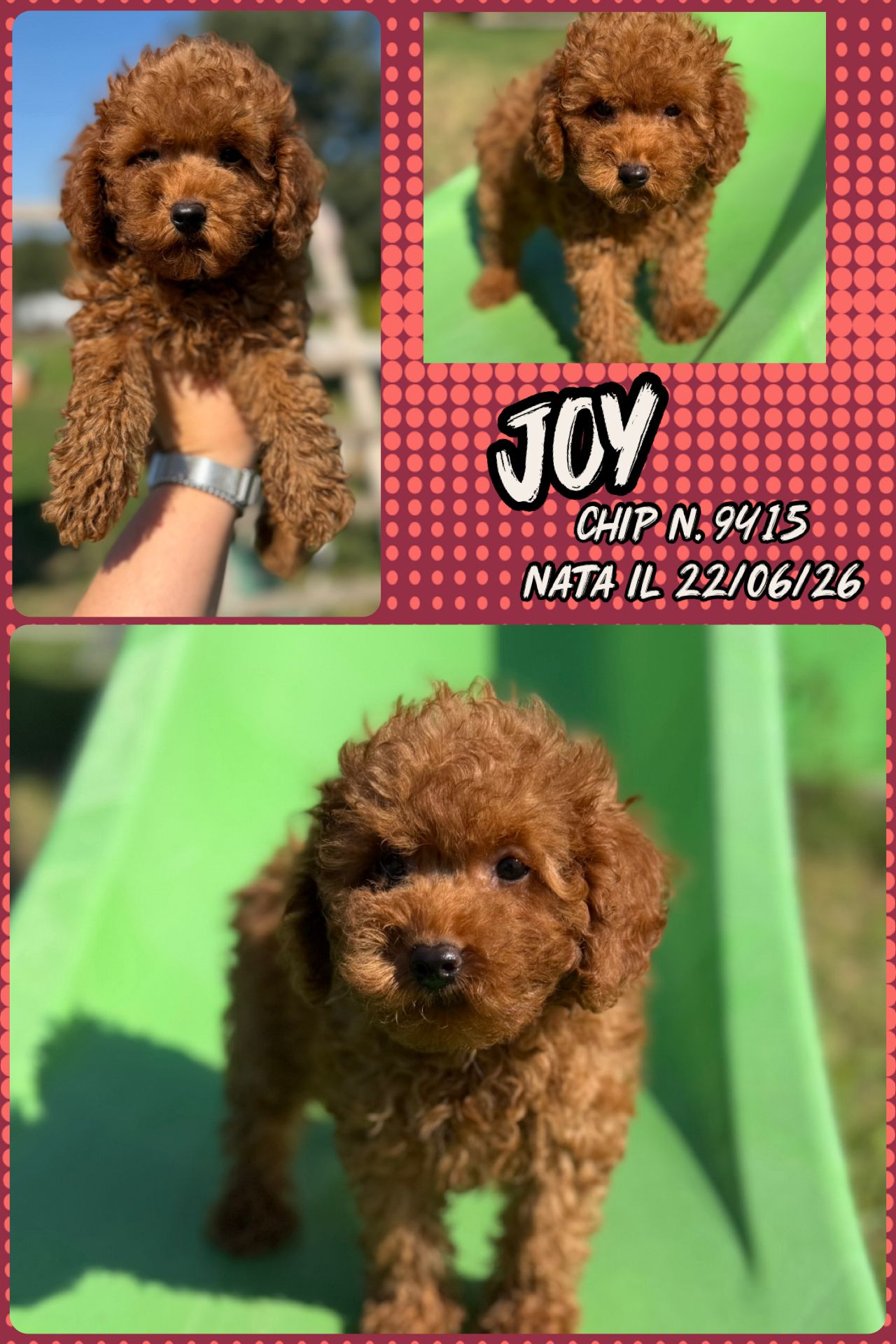 Joy, cucciola Simil Barbone