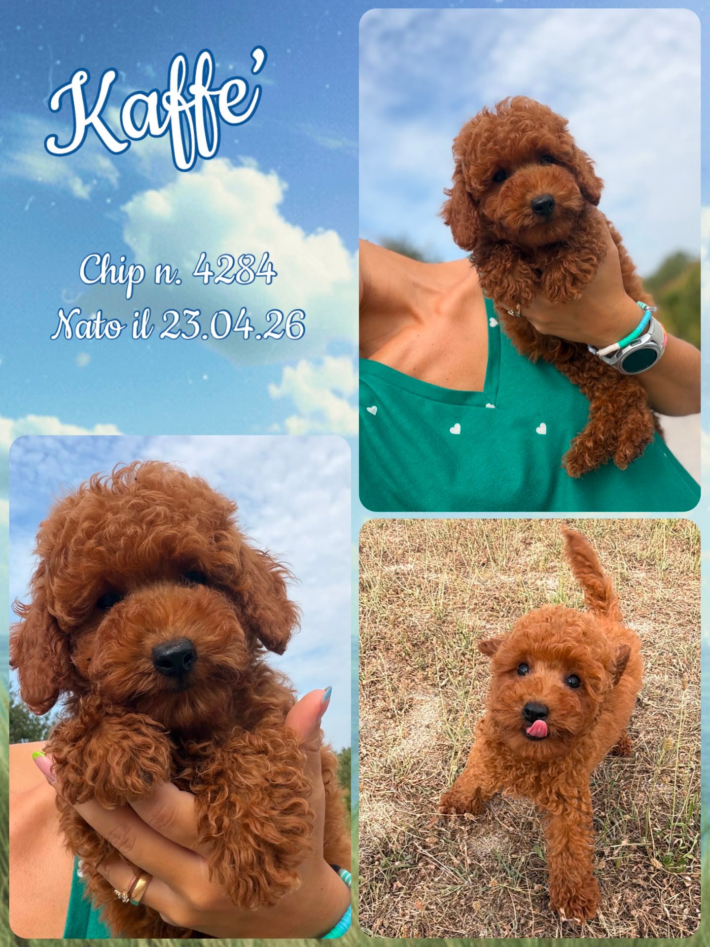 Kaffè, cucciolo di Barbone Toy