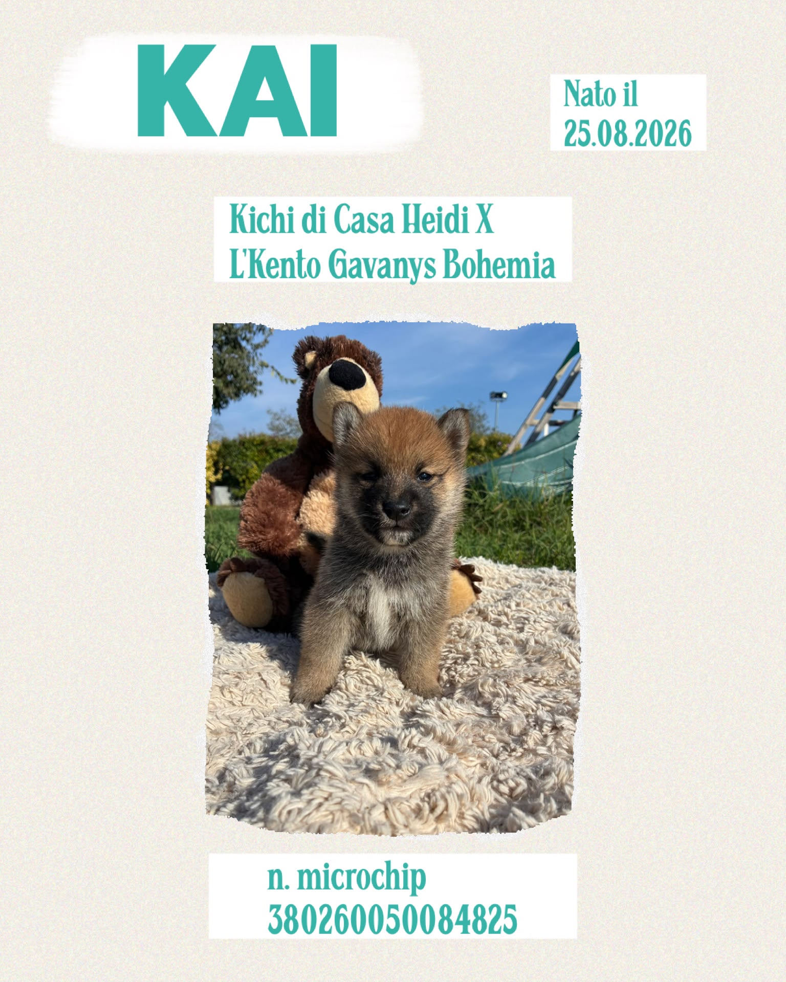 Kai, cucciolo di Shiba Inu