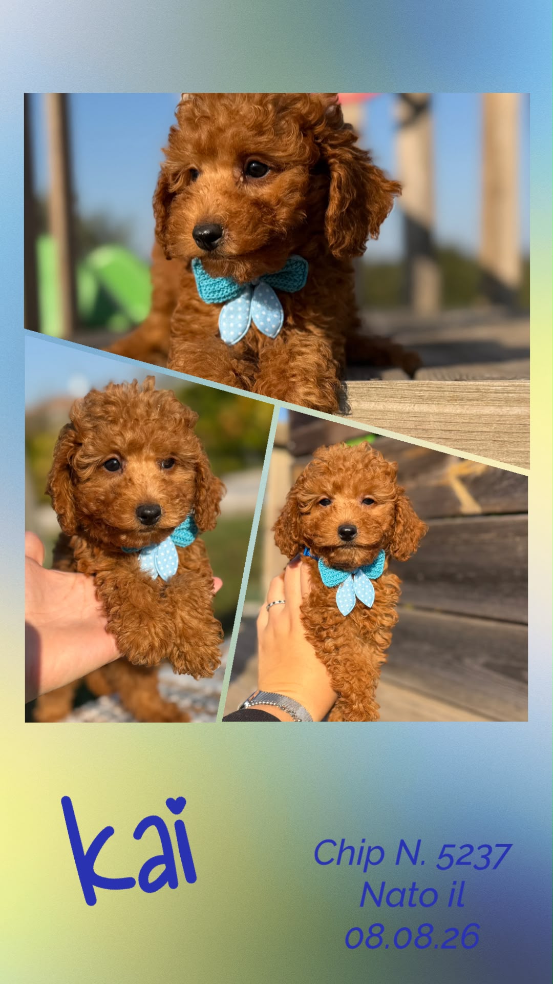 Kai, cucciolo Simil Barbone