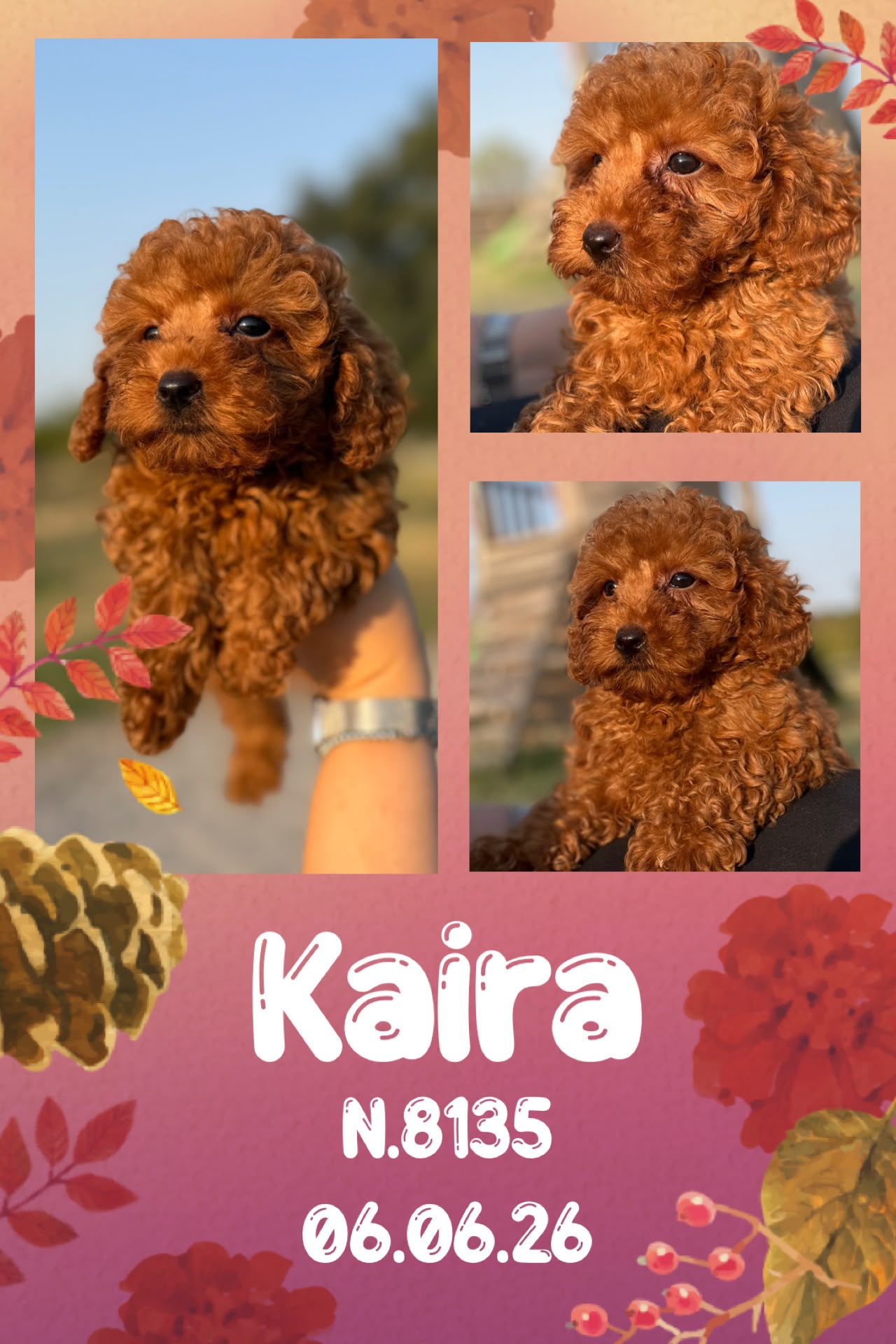 Kaira, cucciola di Barbone Nano