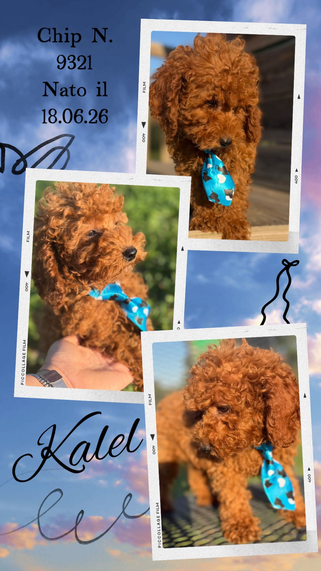 Kalel, cucciolo di Barbone Nano