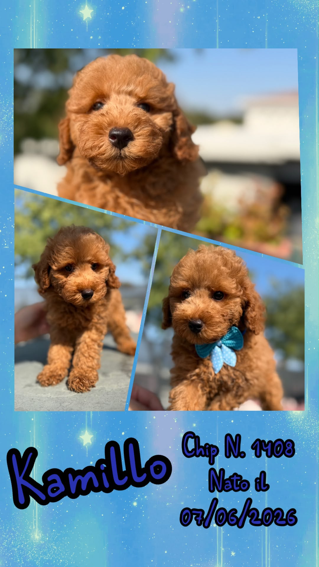 Kamillo, cucciolo Simil Barbone