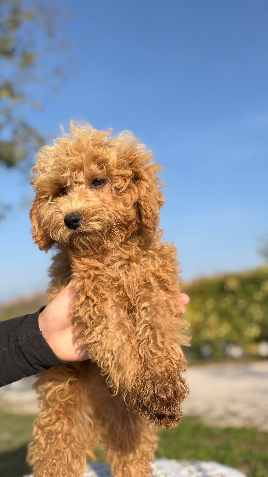 Kamon, cucciolo di Barbone Nano