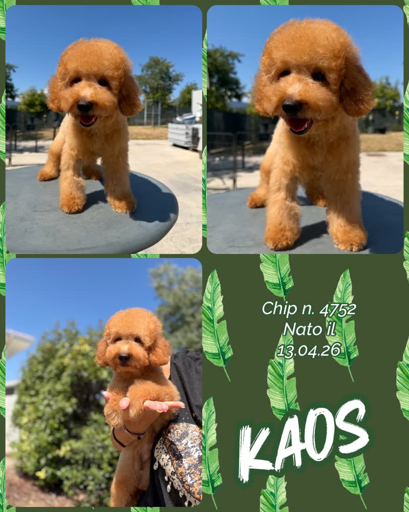 Kaos, cucciolo di Barbone Nano