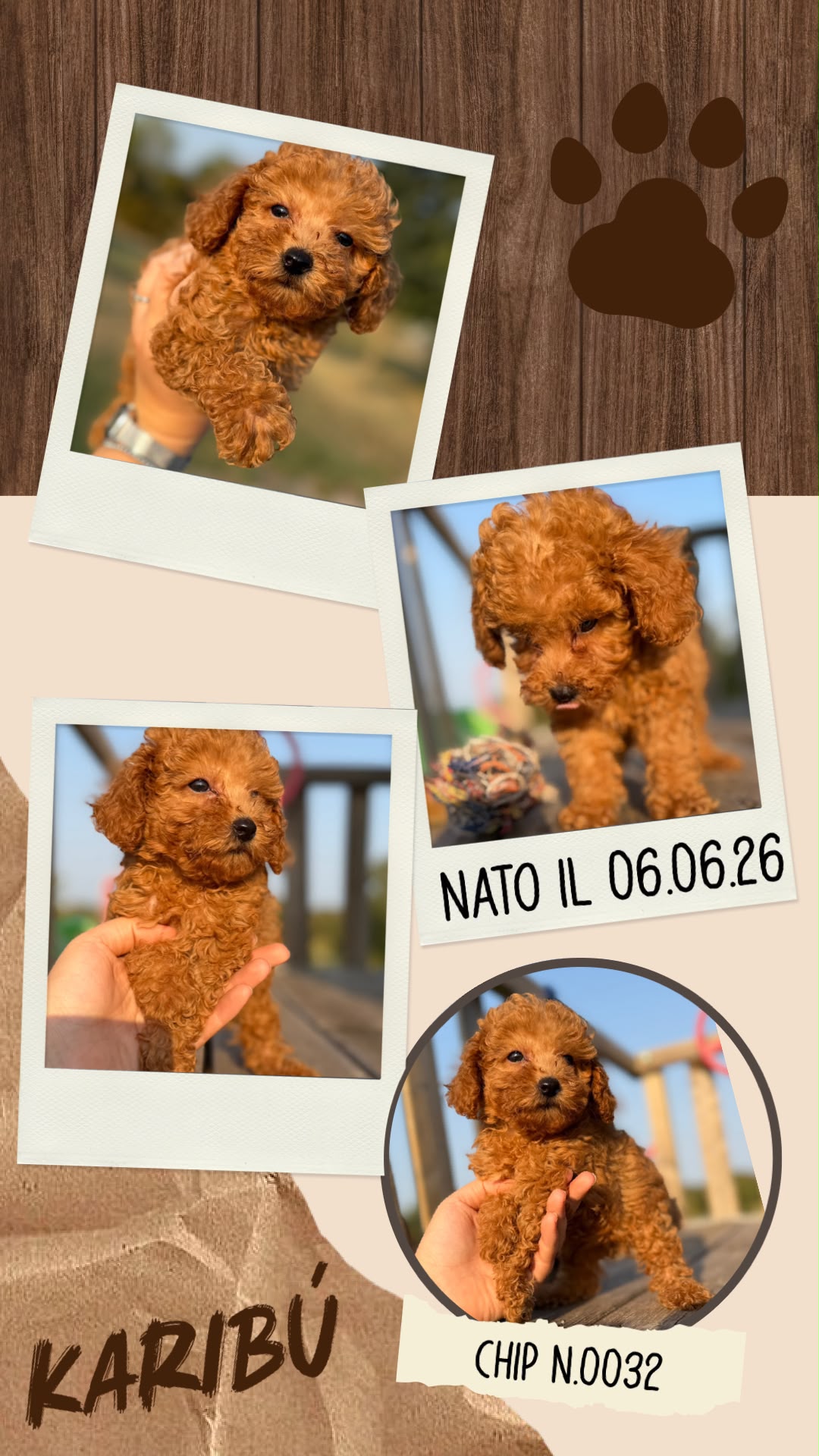 Karibù, cucciolo di Barbone Nano