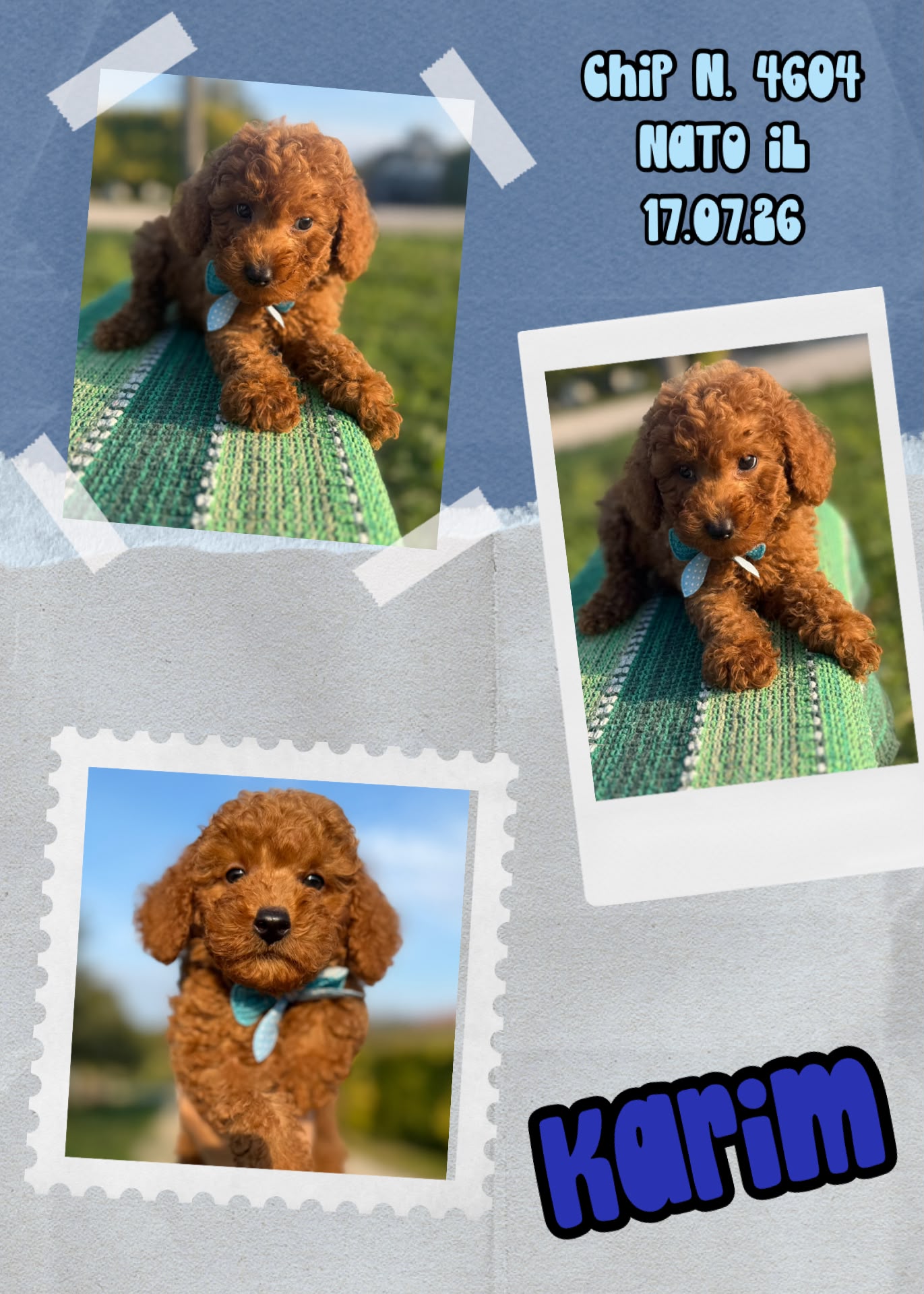 Karim, cucciolo di Barbone Nano