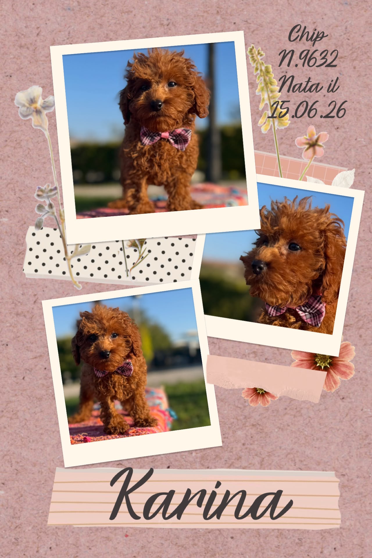 Karina, cucciola di Barbone Nano