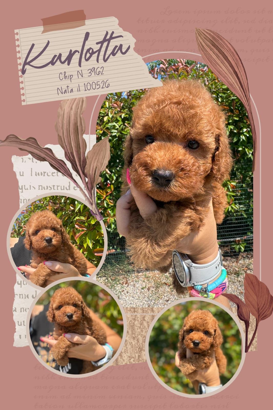 Karlotta, cucciola di Barbone Toy