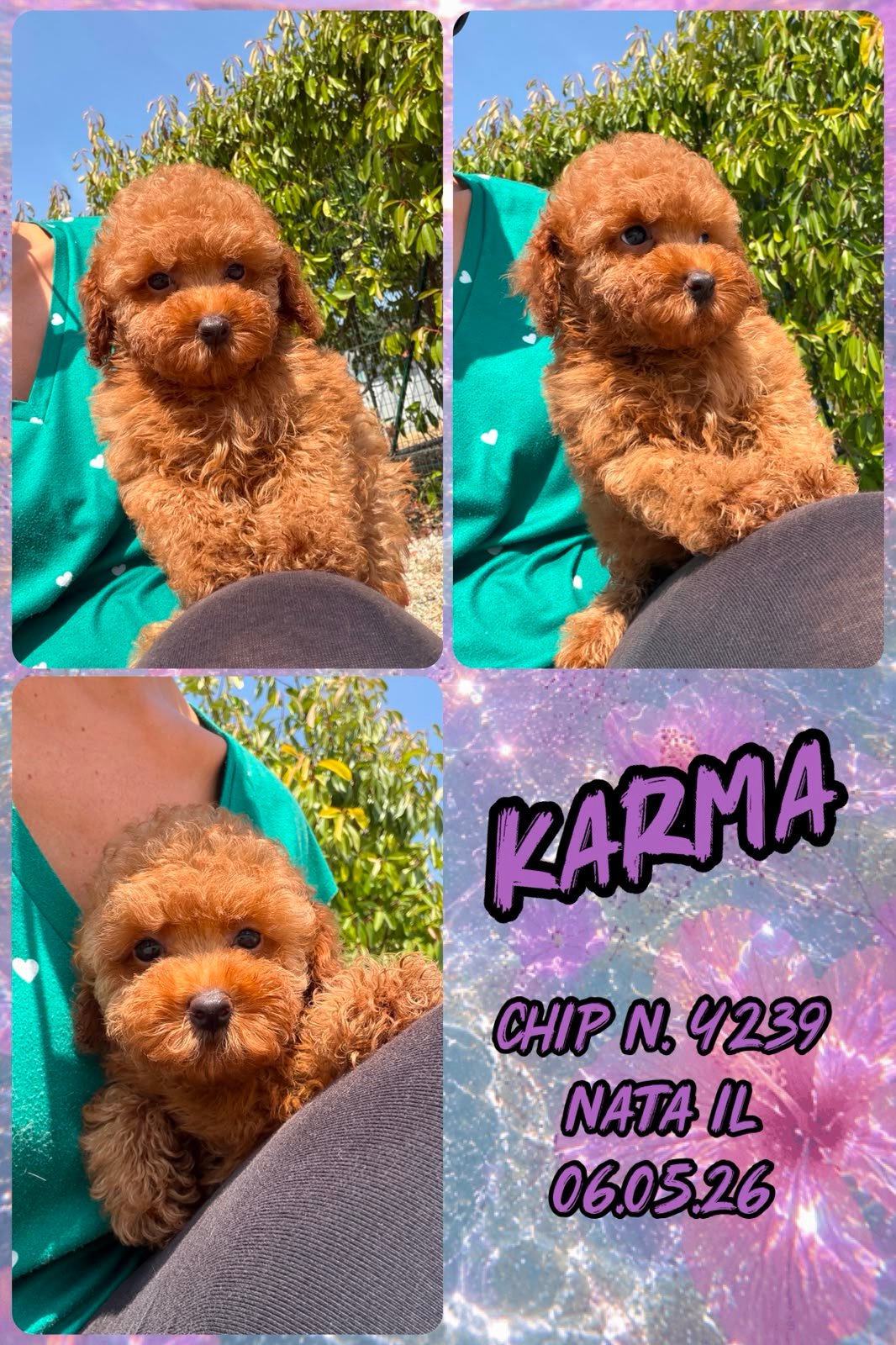 Karma, cucciola Simil Barbone