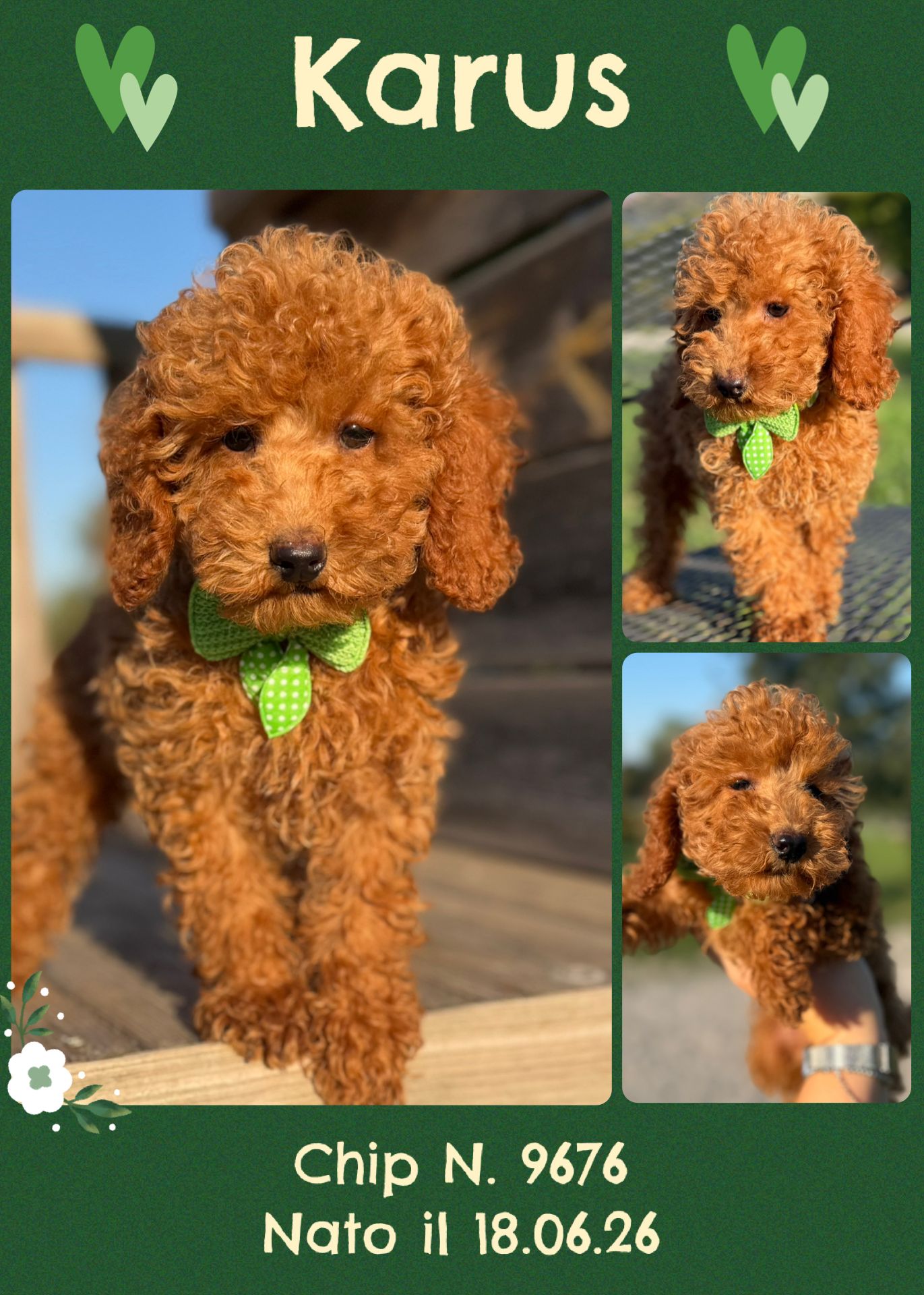 Karus, cucciolo di Barbone Nano