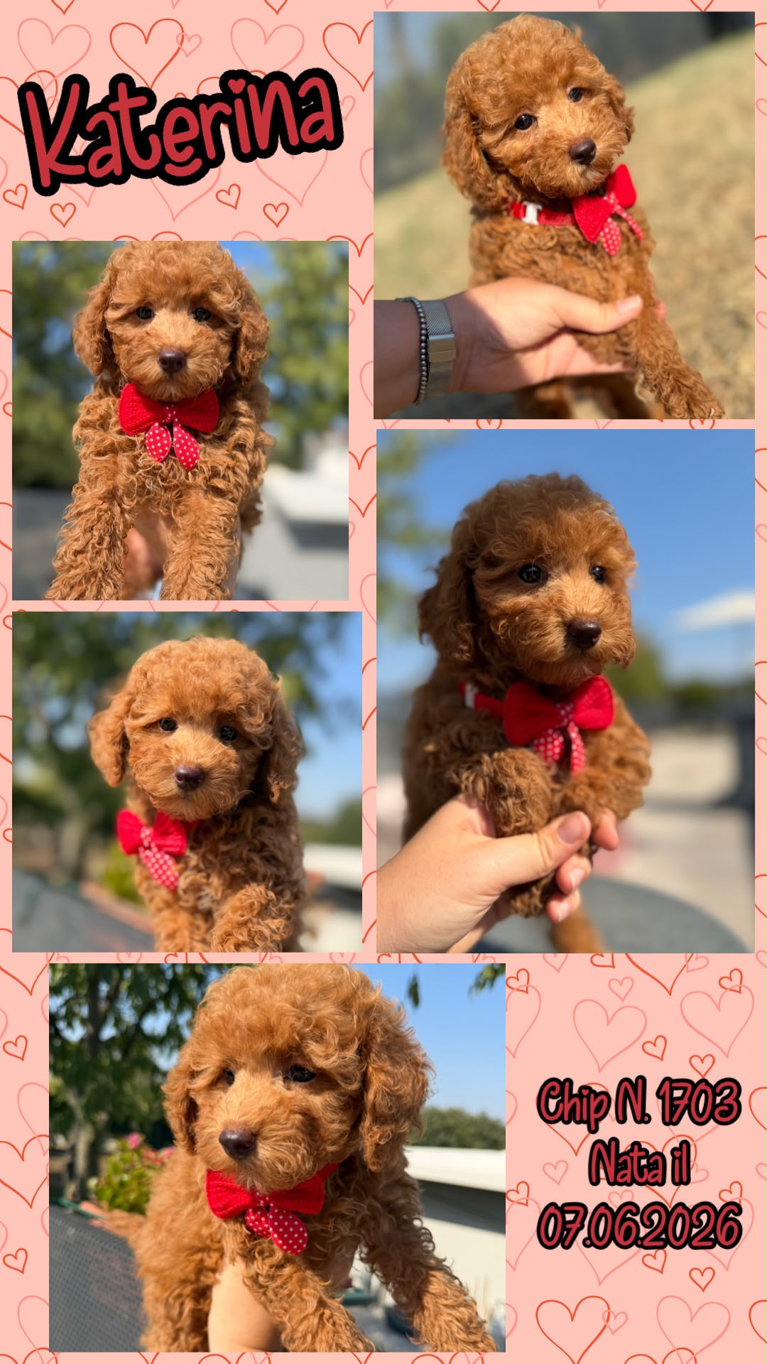 Katerina, cucciola Simil Barbone