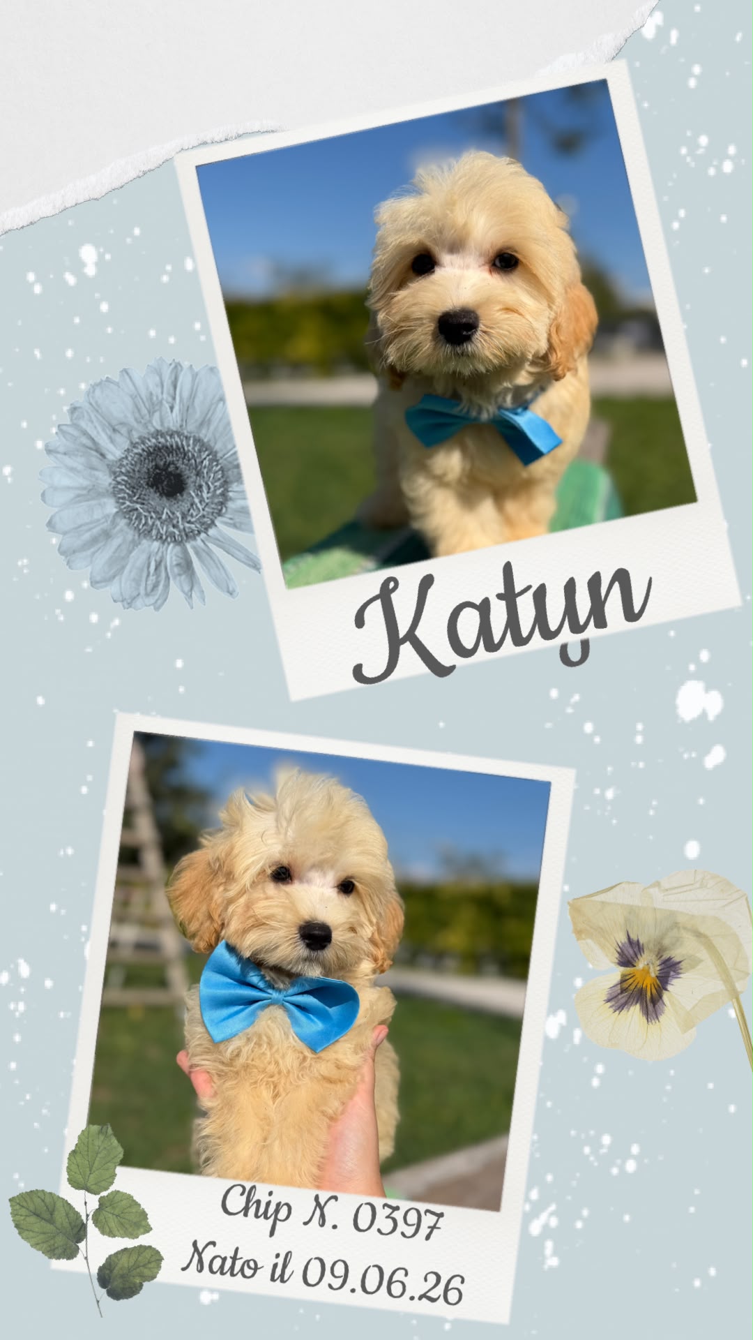 Katun, cucciolo di Maltipoo