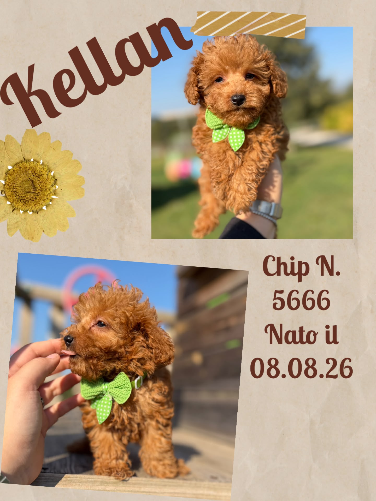 Kellan, cucciolo Simil Barbone