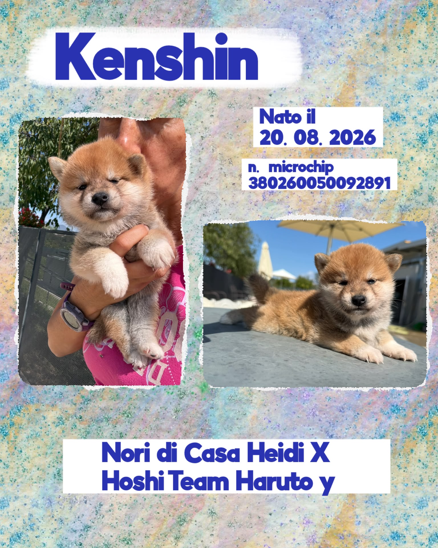 Kenshin, cucciolo di Shiba Inu