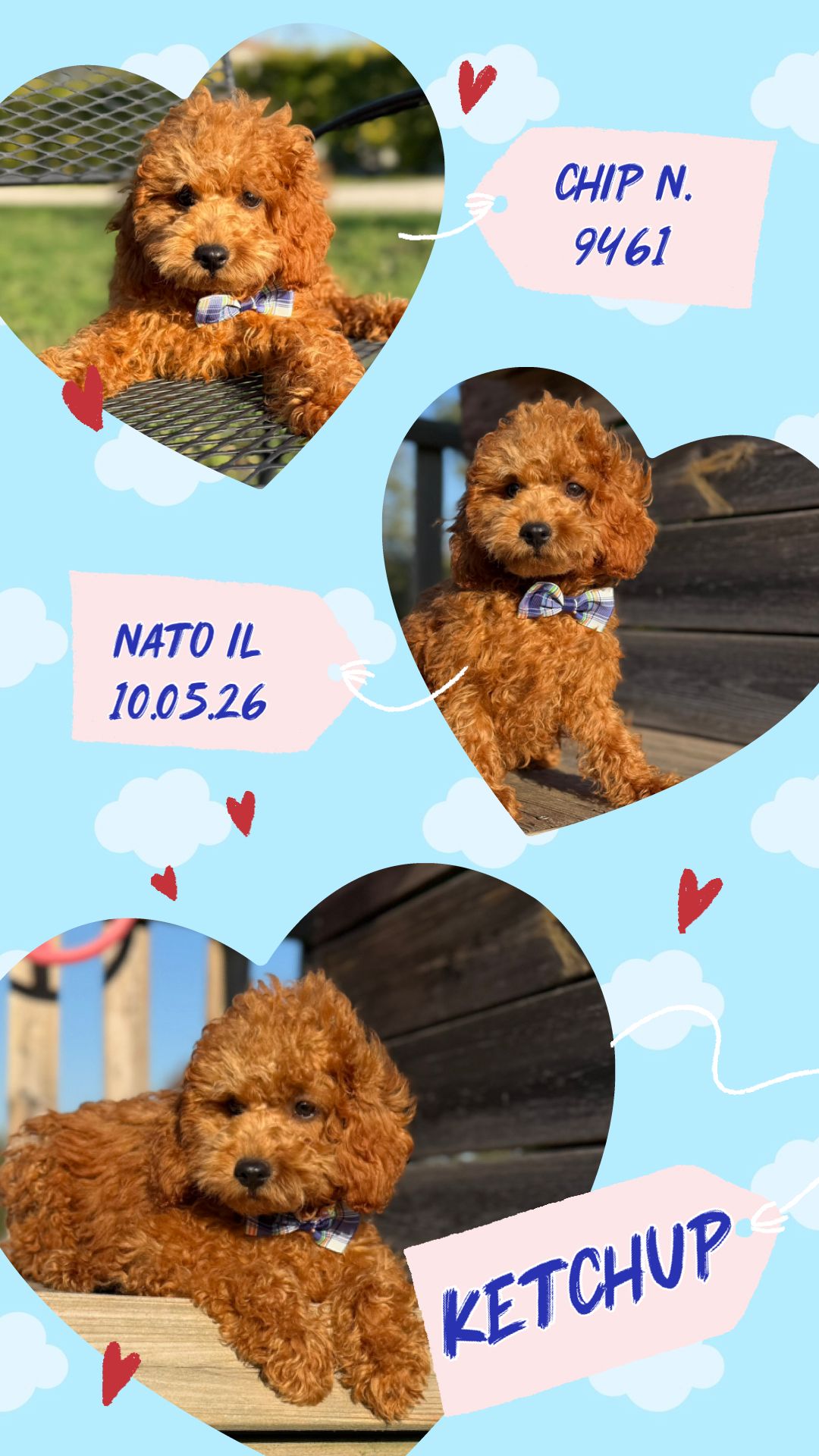 Ketchup, cucciolo di Barbone Nano