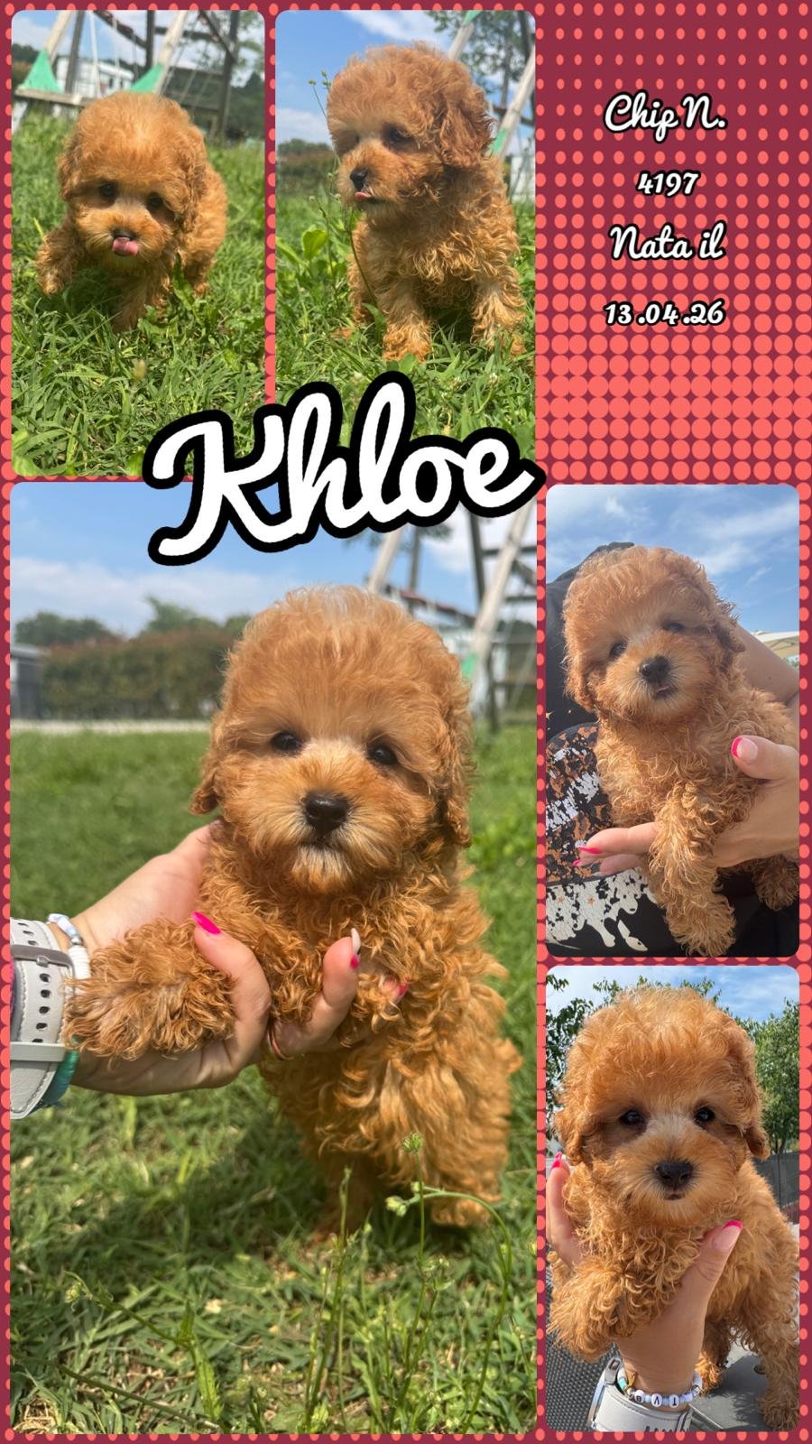 Khloe, cucciola di Barbone Toy