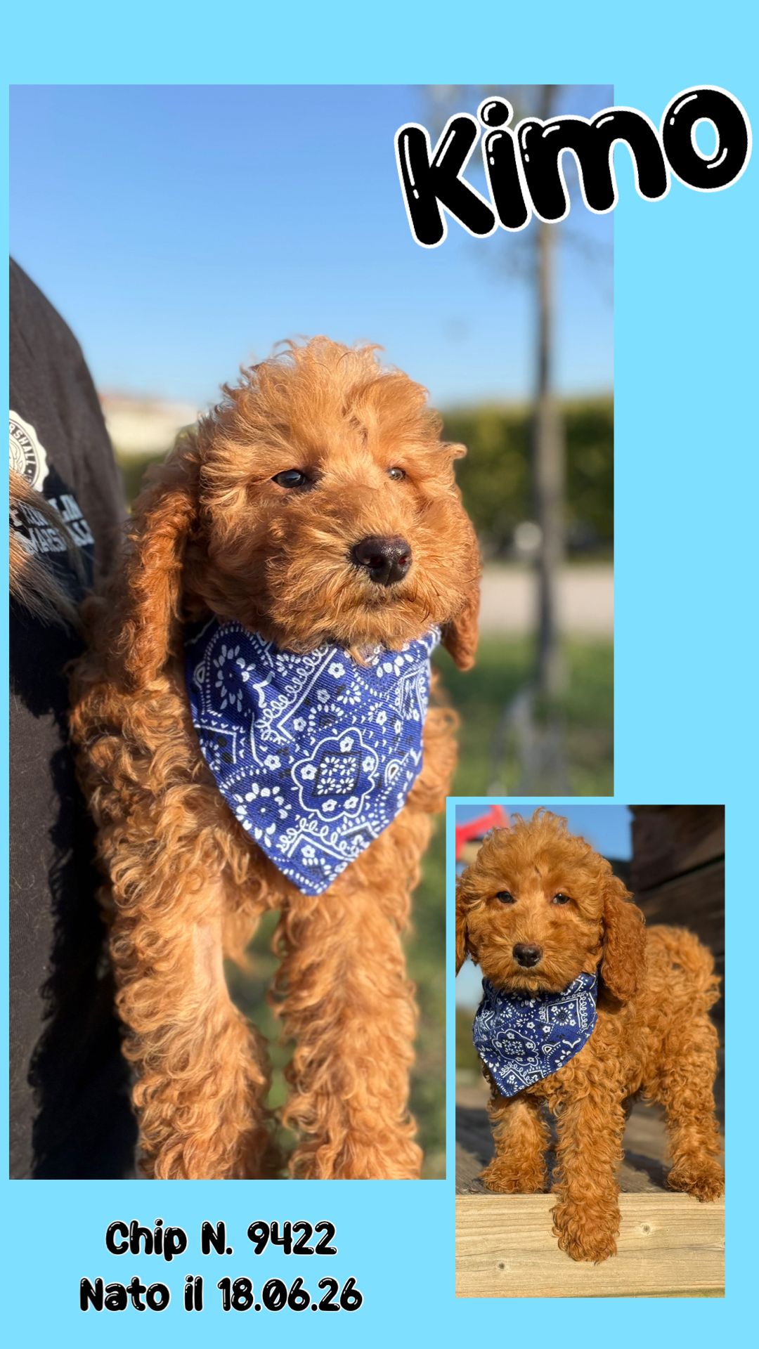 Kimo, cucciolo di Barbone Nano