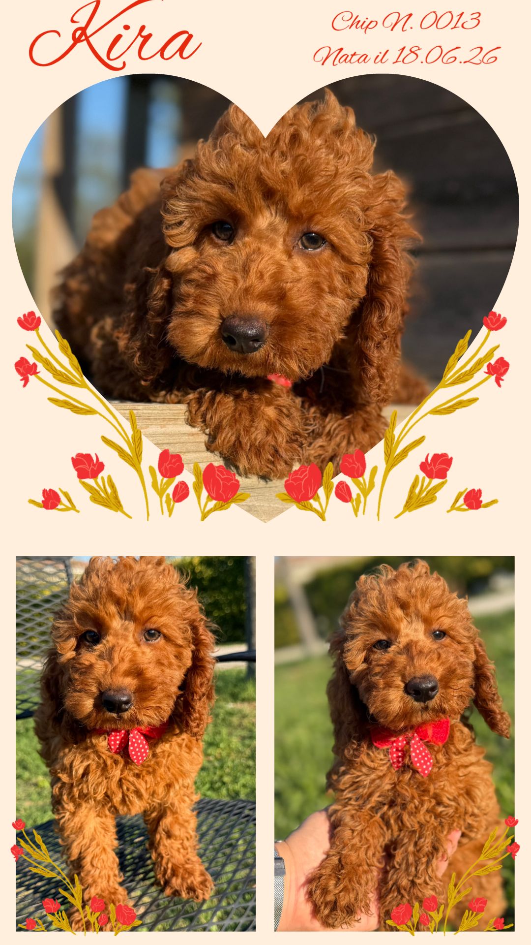 Kira, cucciola di Barbone Nano