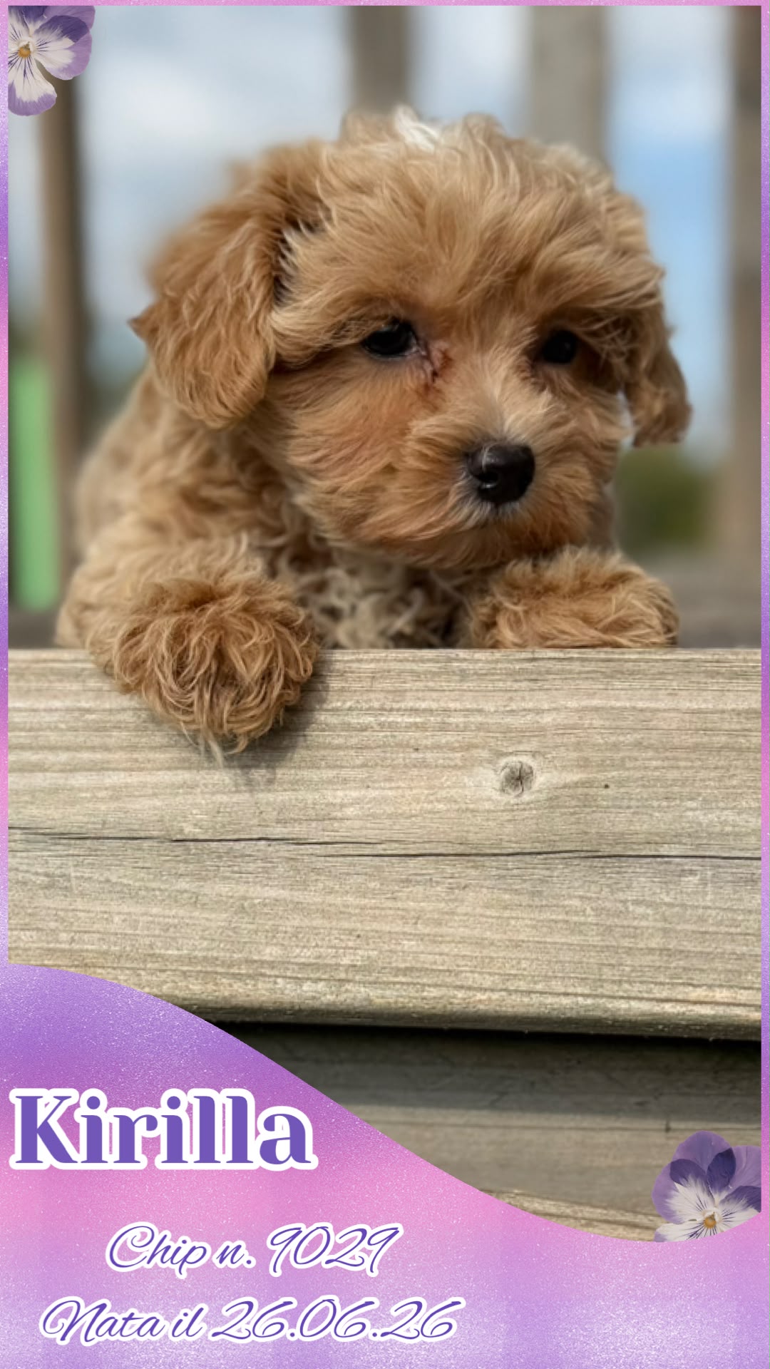 Kirilla, cucciola di Maltipoo