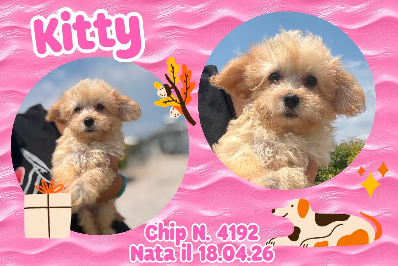 Kitty, cucciola di Maltipoo
