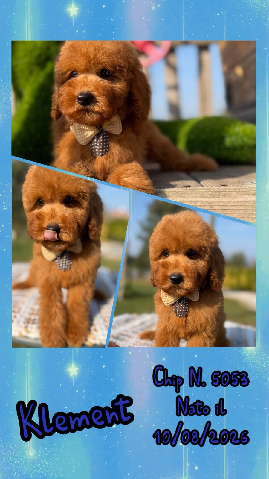 Klement, cucciolo di Barbone Nano
