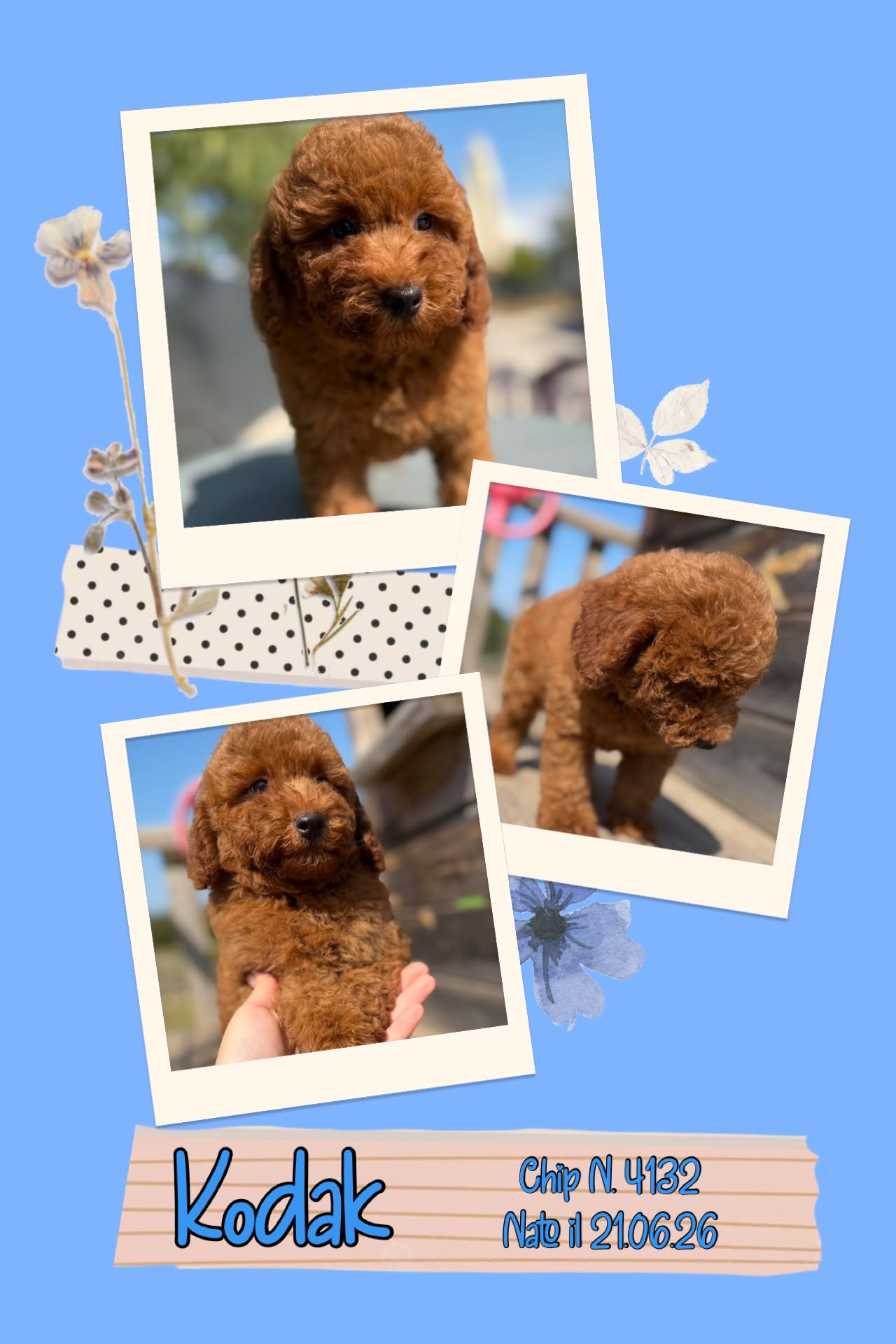 Kodak, cucciolo di Barbone Nano