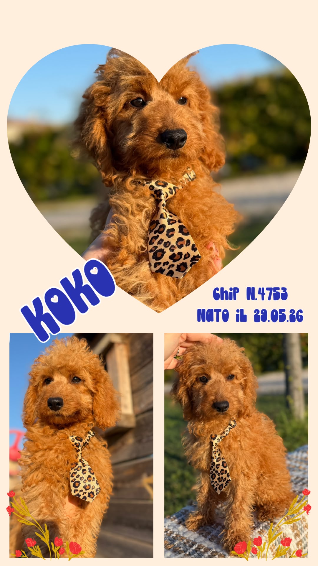Koko, cucciolo di Barbone Nano