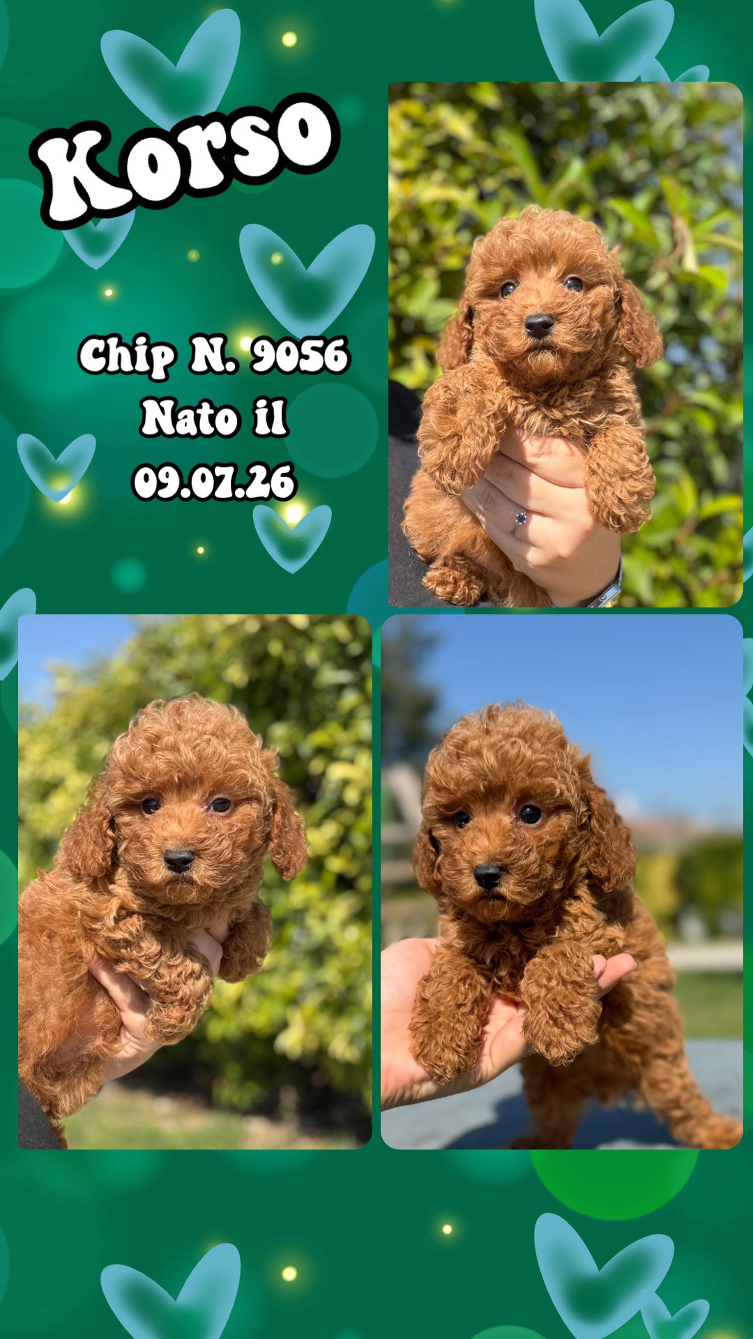 Korso, cucciolo di Barbone Nano
