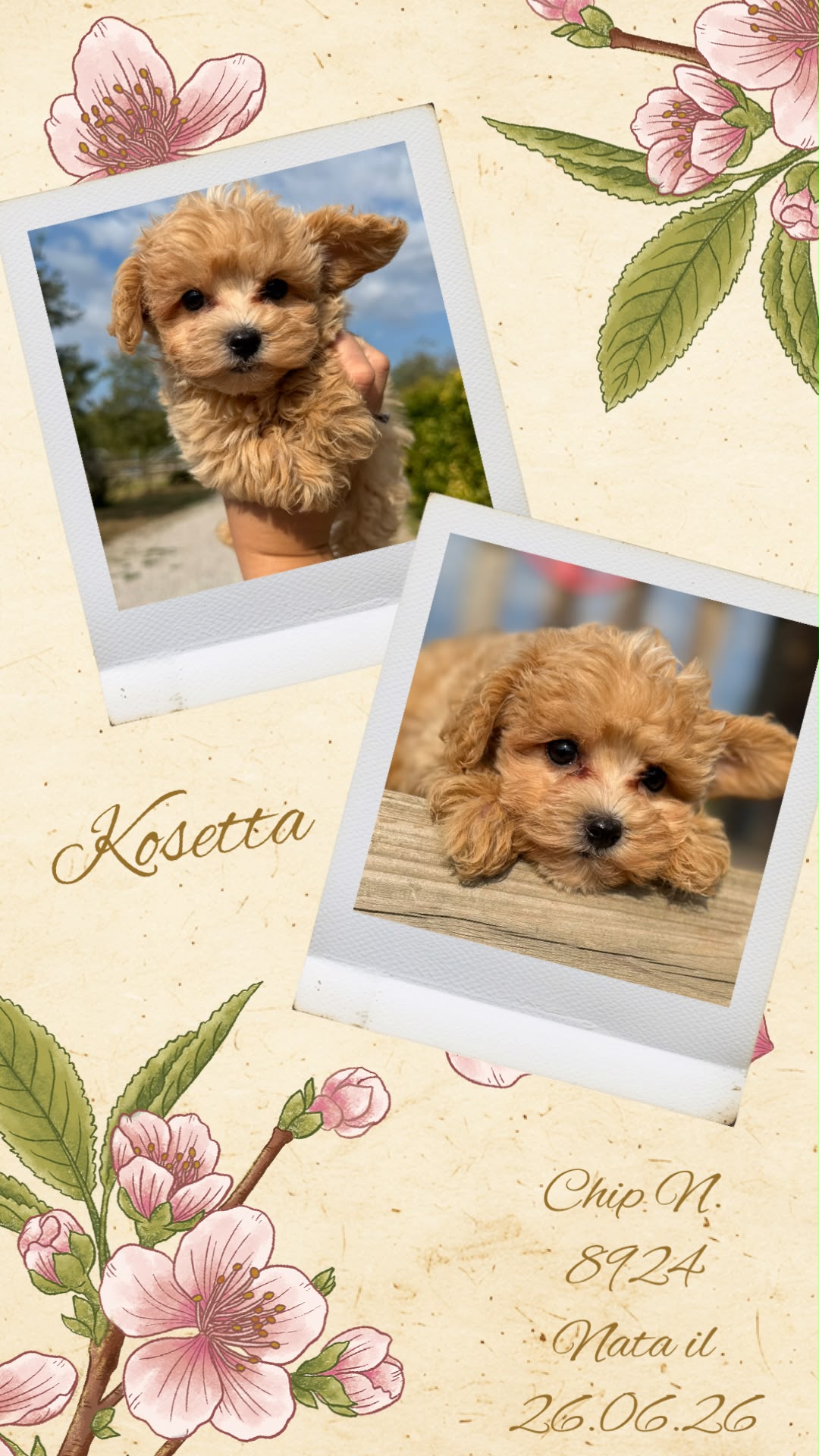 Kosetta, cucciola di Maltipoo
