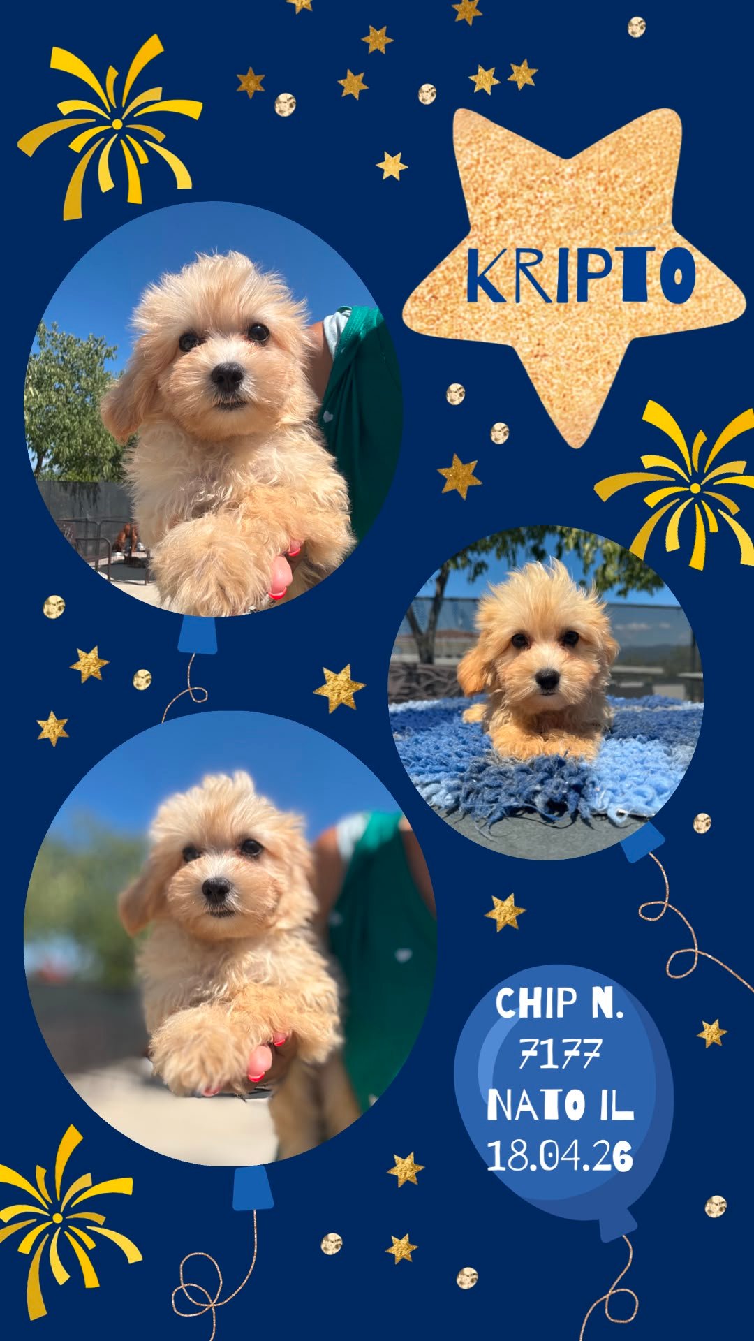 Kripto, cucciolo di Maltipoo
