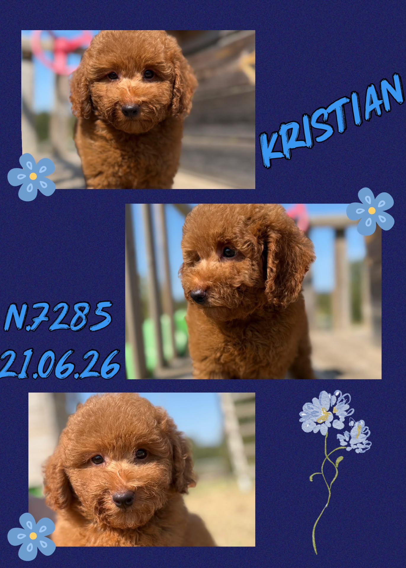 Kristian, cucciolo di Barbone Nano