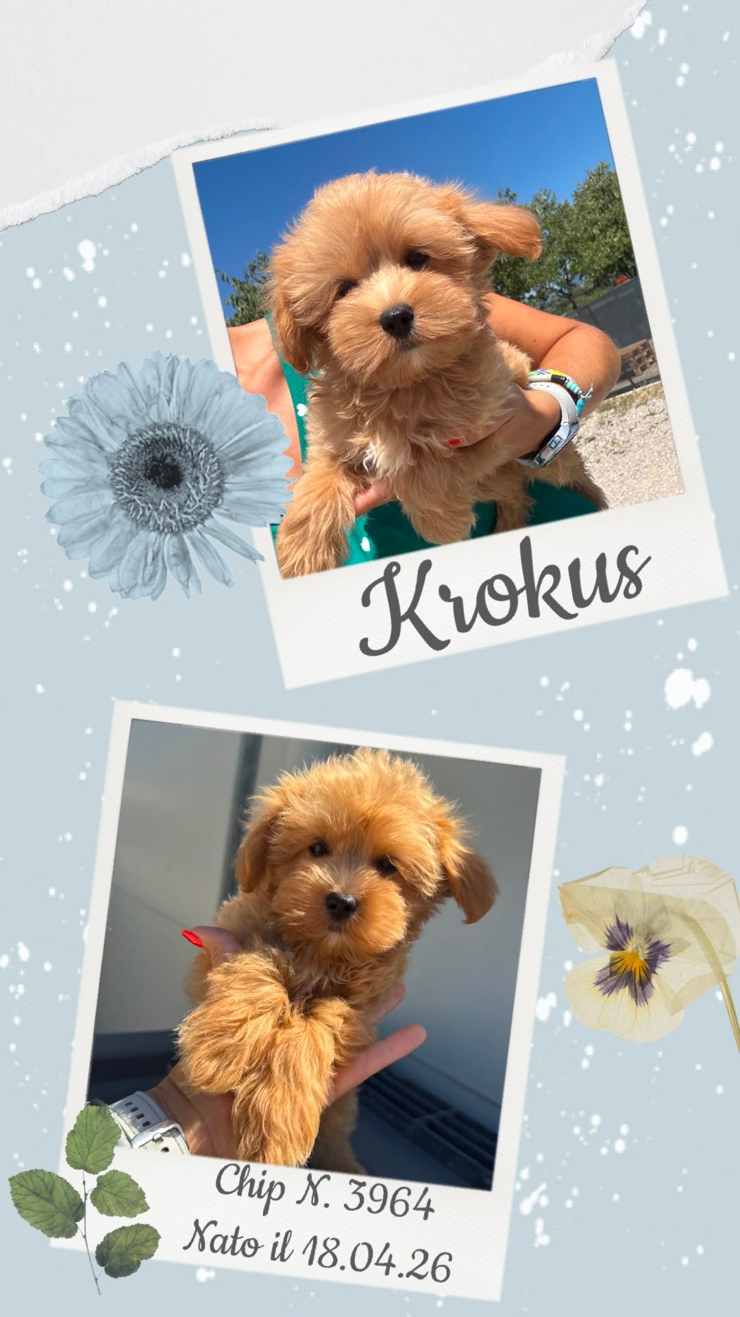 Krokus, cucciolo di Maltipoo