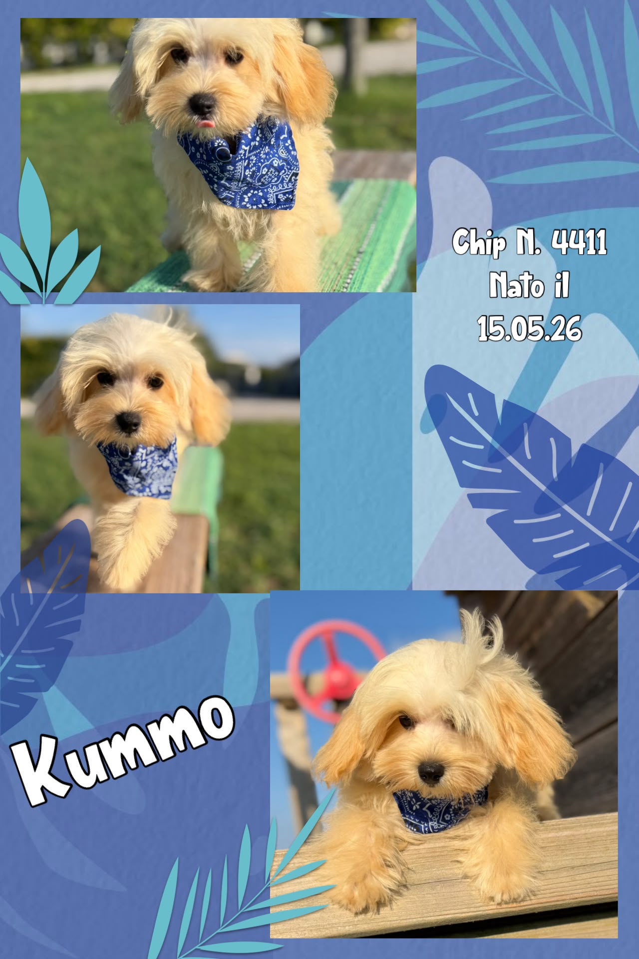 Kummo, cucciolo di Maltipoo