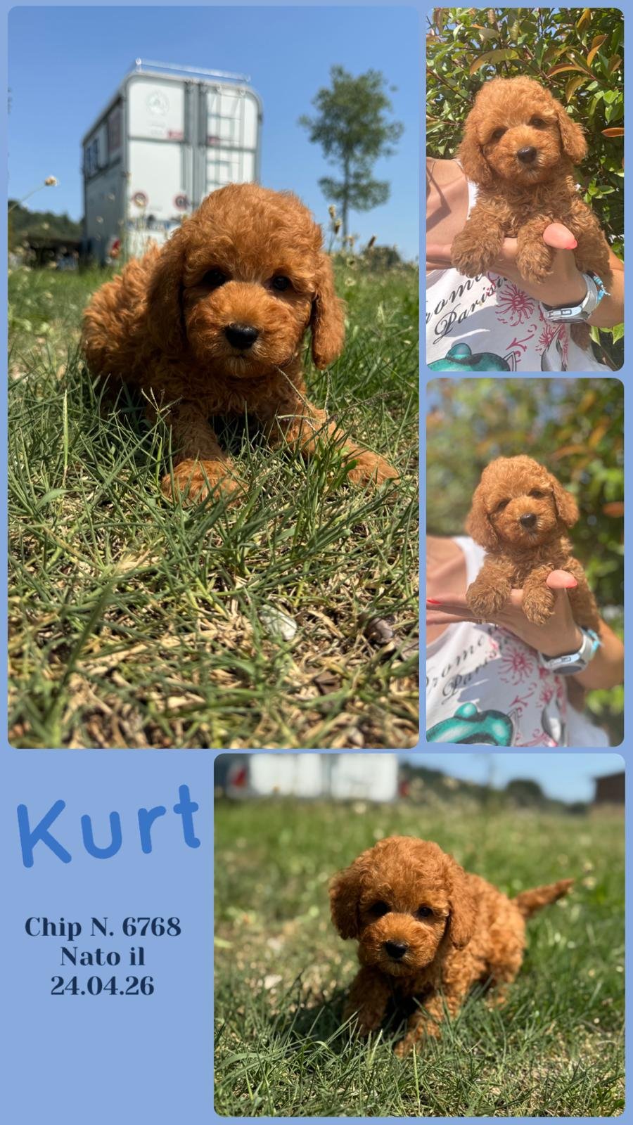 Kurt, cucciolo Simil Barbone