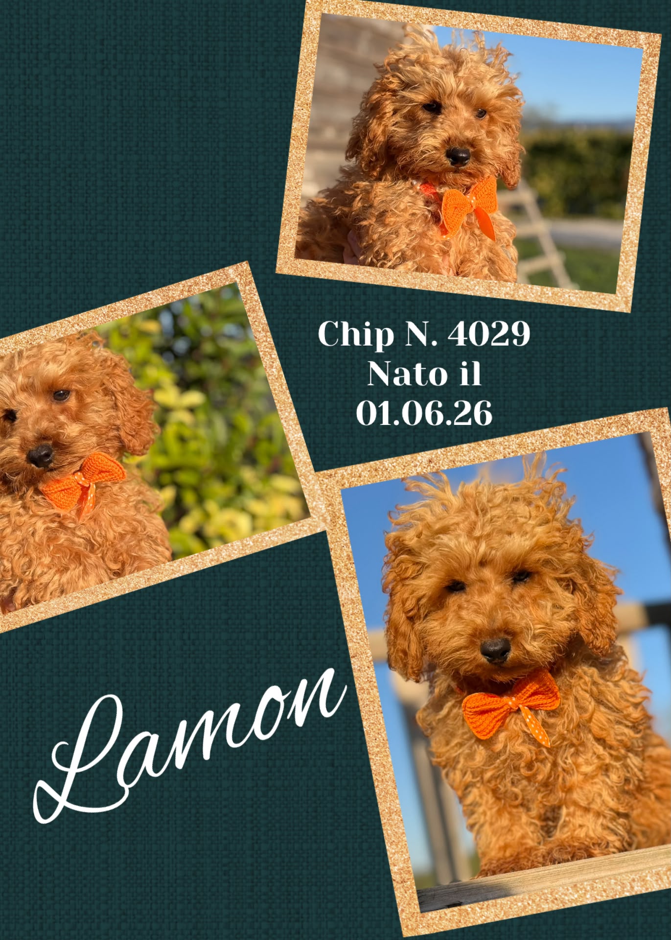 Lamon, cucciolo di Barbone Nano