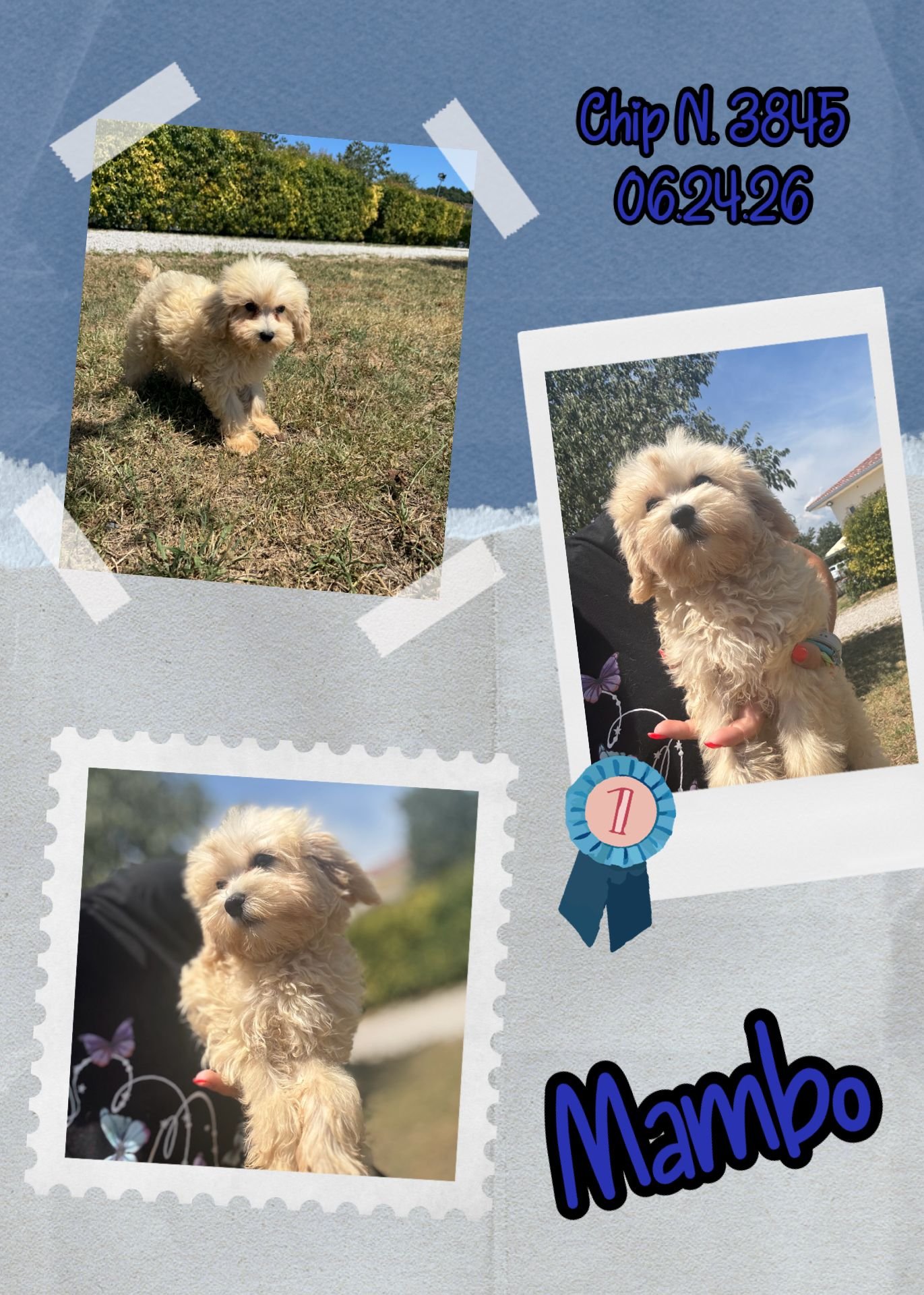 Mambo, cucciolo di Maltipoo