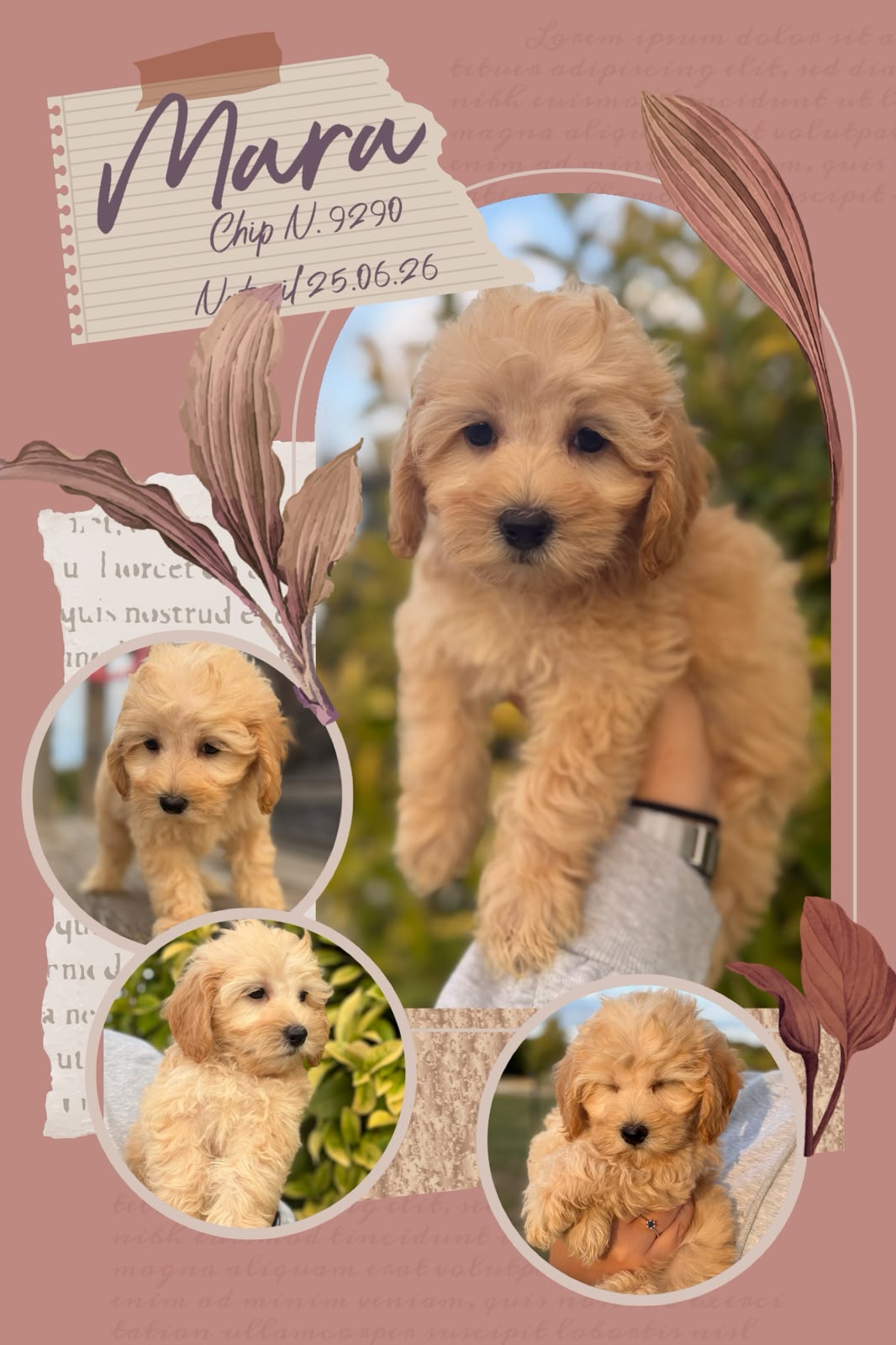 Mara, cucciola di Maltipoo