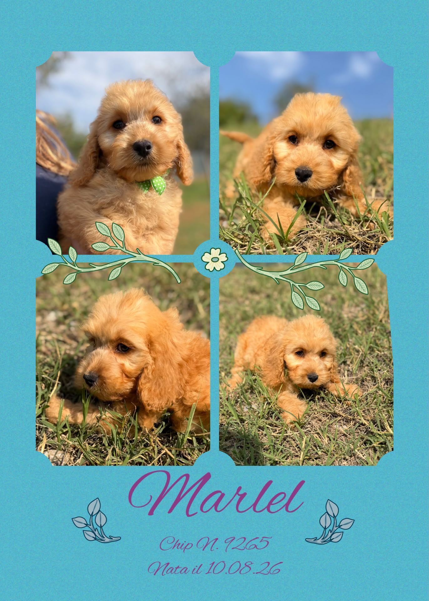 Marlel, cucciola di Cockapoo
