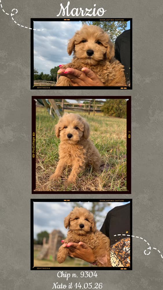 Marzio, cucciolo di Maltipoo