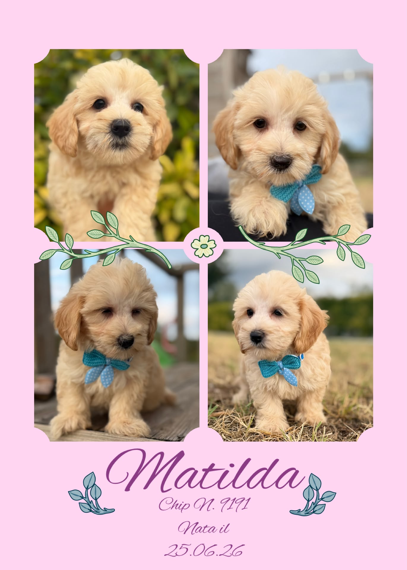 Matilda, cucciola di Maltipoo