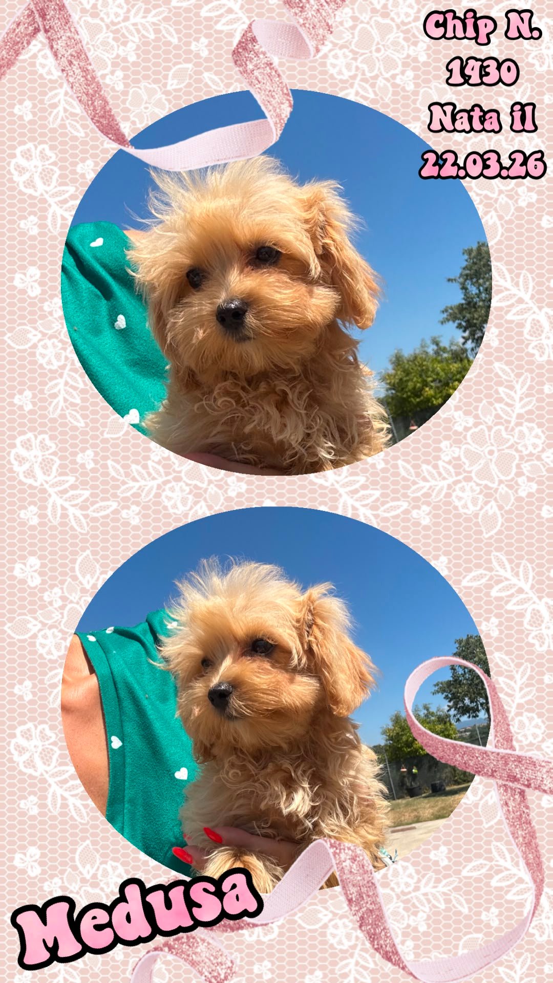 Medusa, cucciola di Maltipoo