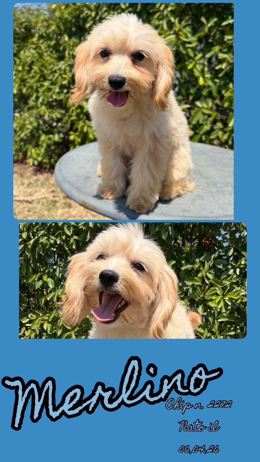 Merlino, cucciolo di Maltipoo