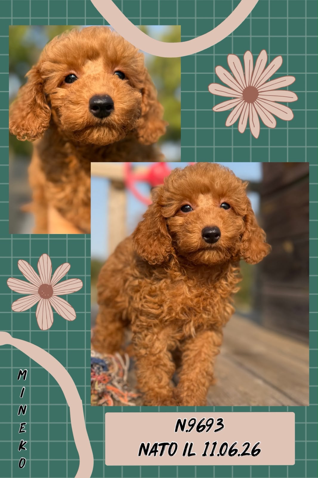 Mineko, cucciolo Simil Barbone
