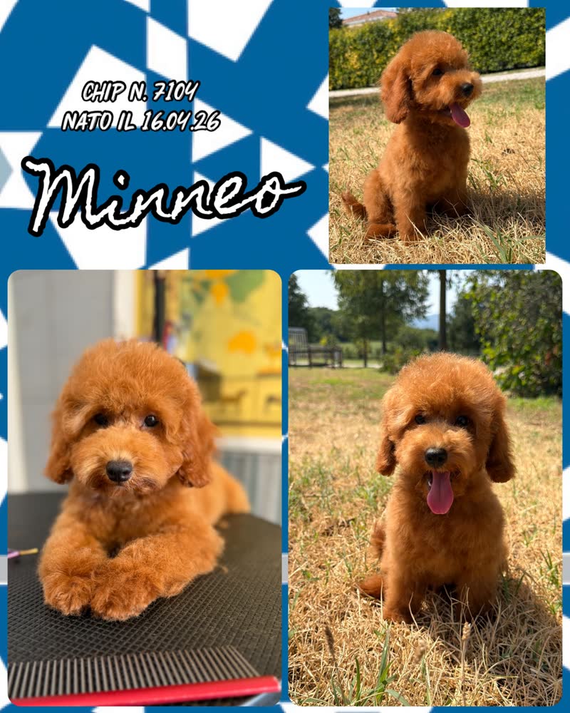 Mineo, cucciolo Simil Barbone