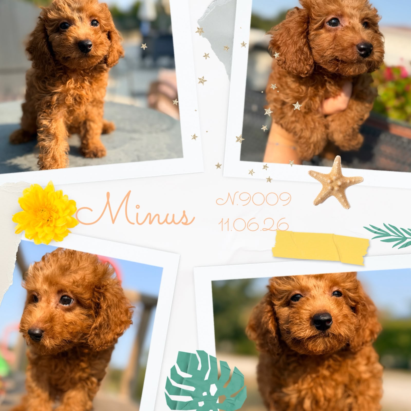 Minus, cucciolo Simil Barbone